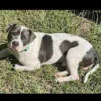 Thumbnail photo of Mozart #1