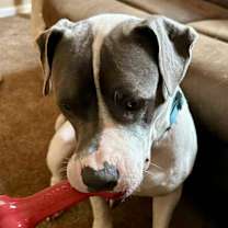 Thumbnail photo of Mozart #2