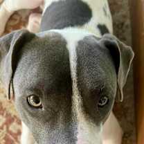 Thumbnail photo of Mozart #4