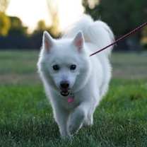 Thumbnail photo of Loki #1