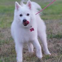 Thumbnail photo of Loki #2