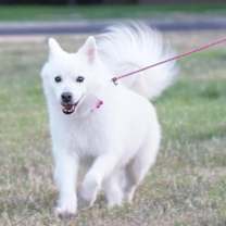 Thumbnail photo of Loki #3