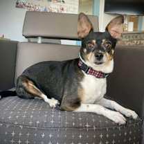 adopt-pet