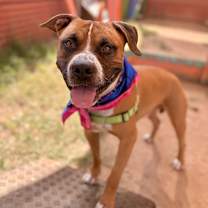 Thumbnail photo of Thor #1