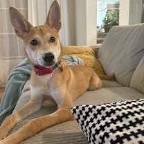 adopt-pet