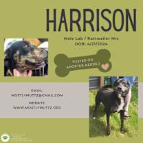 Thumbnail photo of Harrison #1