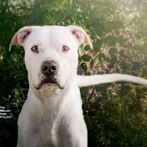 Thumbnail photo of Leo #1