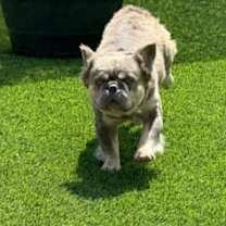 adopt-pet