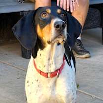 adopt-pet