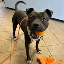 Thumbnail photo of Loki #2