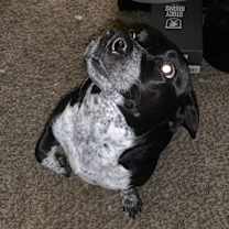 Thumbnail photo of harieth #1