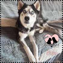 adopt-pet