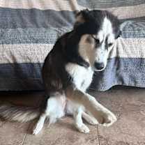 Thumbnail photo of Kaia #2