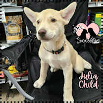 adopt-pet