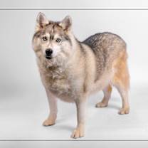 adopt-pet