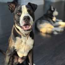 Thumbnail photo of Jax #1