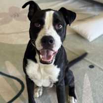 Thumbnail photo of Jax #4