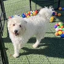 adopt-pet