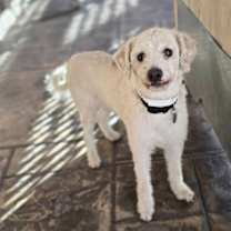 Thumbnail photo of Casper #3