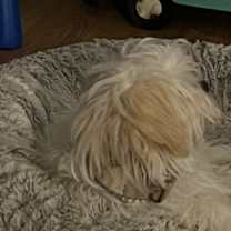 Thumbnail photo of Tanner #3