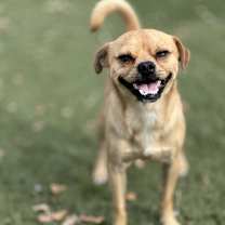 Thumbnail photo of Basil #2