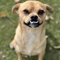 Thumbnail photo of Basil #3