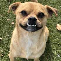 Thumbnail photo of Basil #4