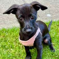 Thumbnail photo of KIWI #3