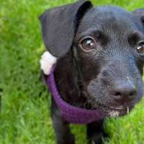 Thumbnail photo of PEACH #2