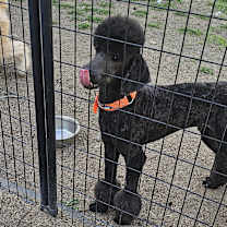 Thumbnail photo of Blue #2