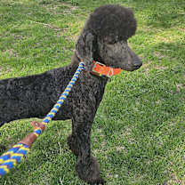 Thumbnail photo of Blue #3