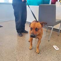 adopt-pet
