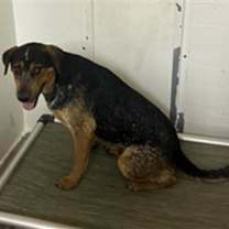adopt-pet