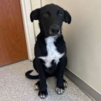 Thumbnail photo of Dobby #2