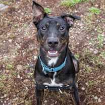 Thumbnail photo of Elmer #2