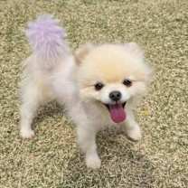 adopt-pet