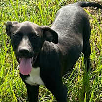 Thumbnail photo of Piper #1