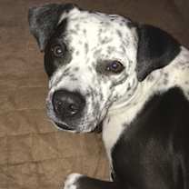 Thumbnail photo of Coco #2