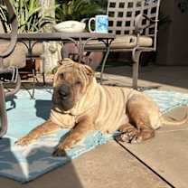 adopt-pet