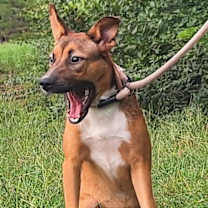 Thumbnail photo of 251205  Chain #4