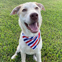 Thumbnail photo of Payasam #2