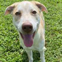 Thumbnail photo of Payasam #3