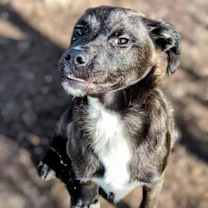 Thumbnail photo of Leonardo #3