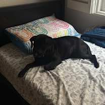 Thumbnail photo of Nemo #4