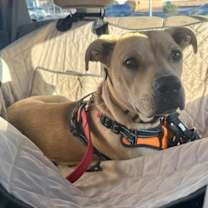 Thumbnail photo of Buddy #1