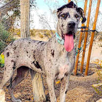 Thumbnail photo of Minerva #3