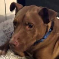 Thumbnail photo of Missy #3