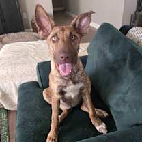 Thumbnail photo of Alexis - Schitt's Creek Litter - AVAILABLE #1