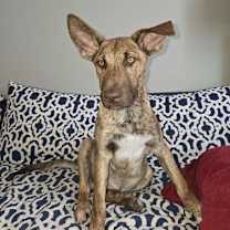 Thumbnail photo of Alexis - Schitt's Creek Litter - AVAILABLE #2