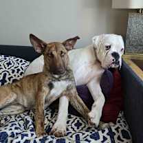 Thumbnail photo of Alexis - Schitt's Creek Litter - AVAILABLE #3